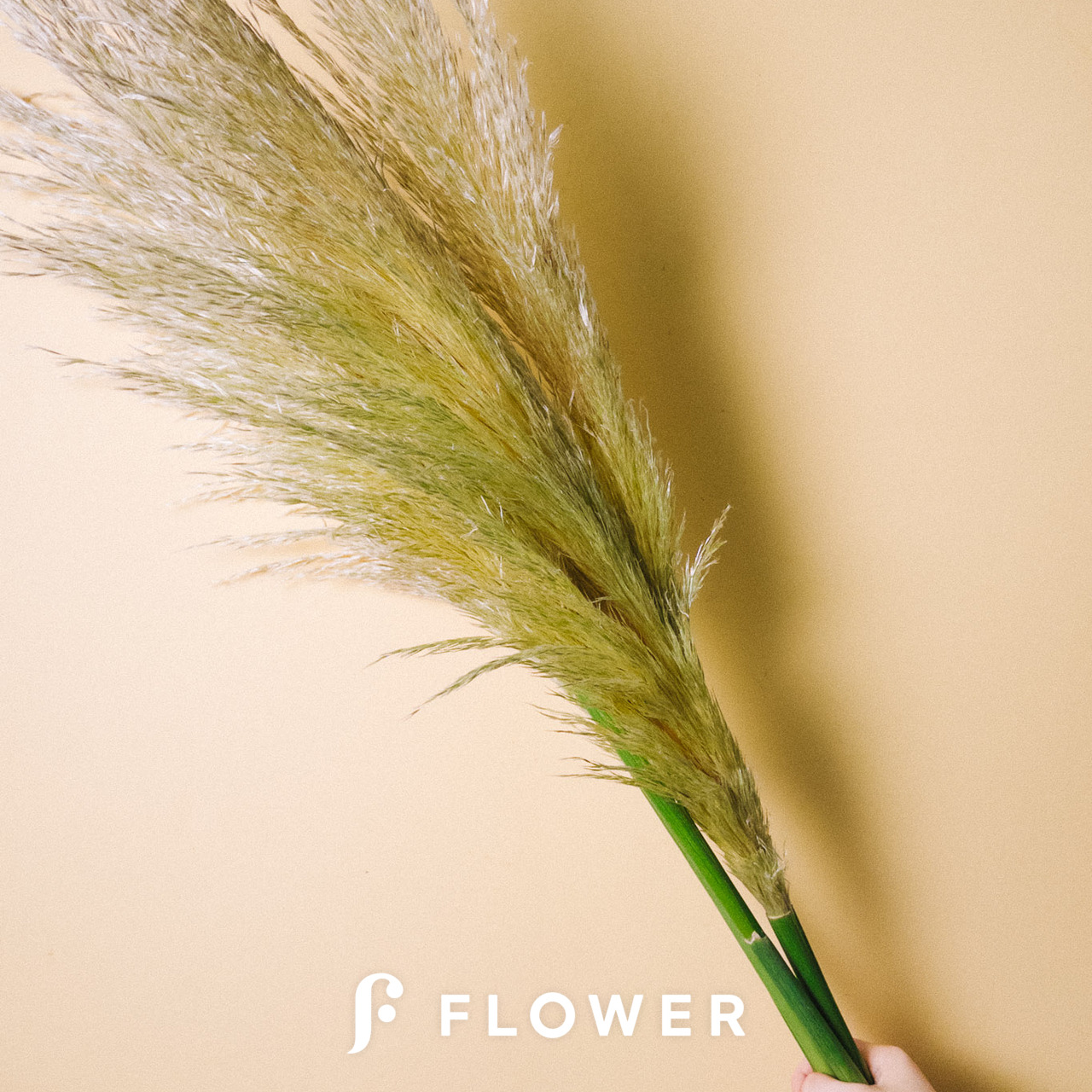 ふわふわに育てるパンパスグラス