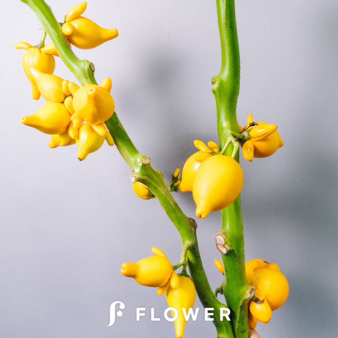 フォックスフェイス