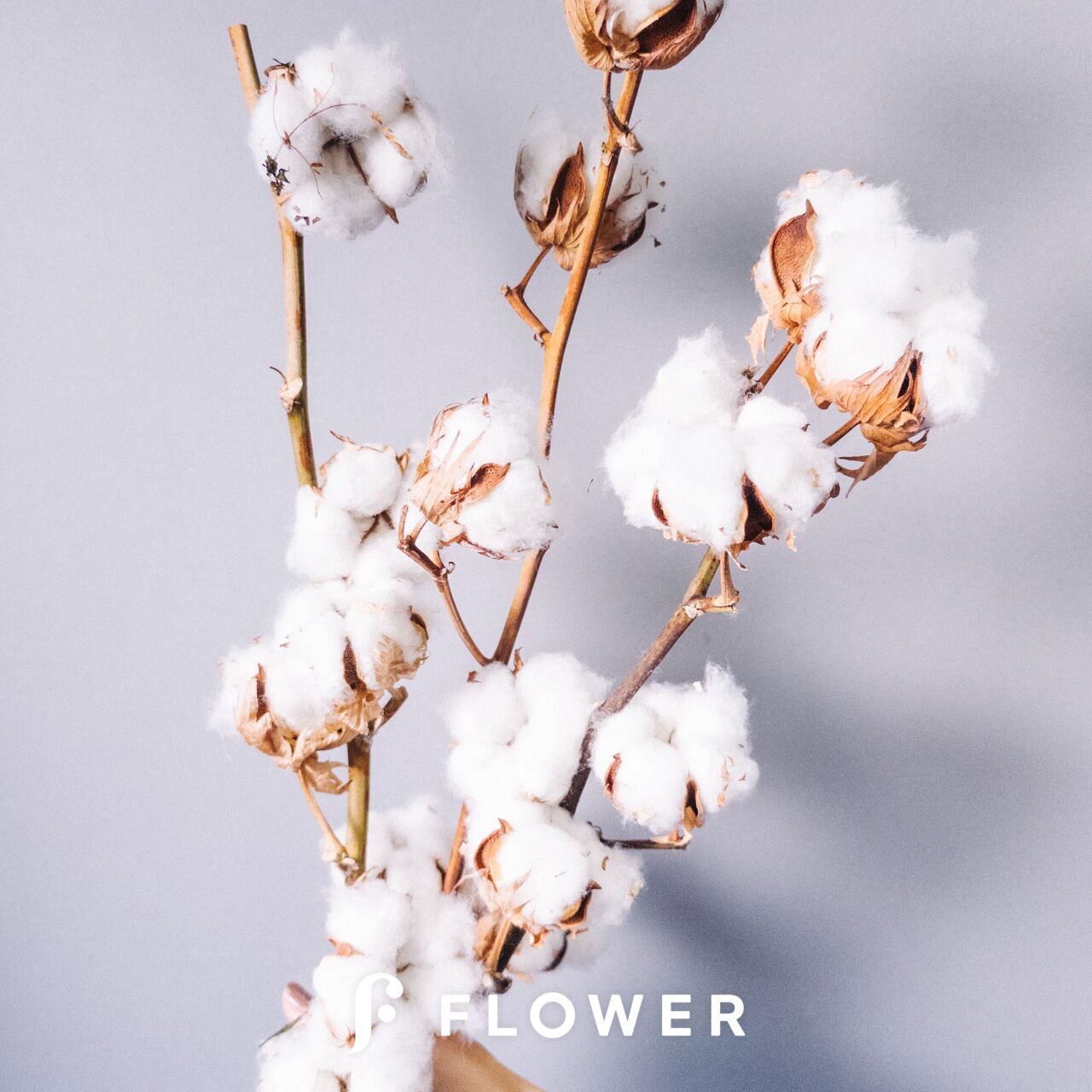 コットンフラワー