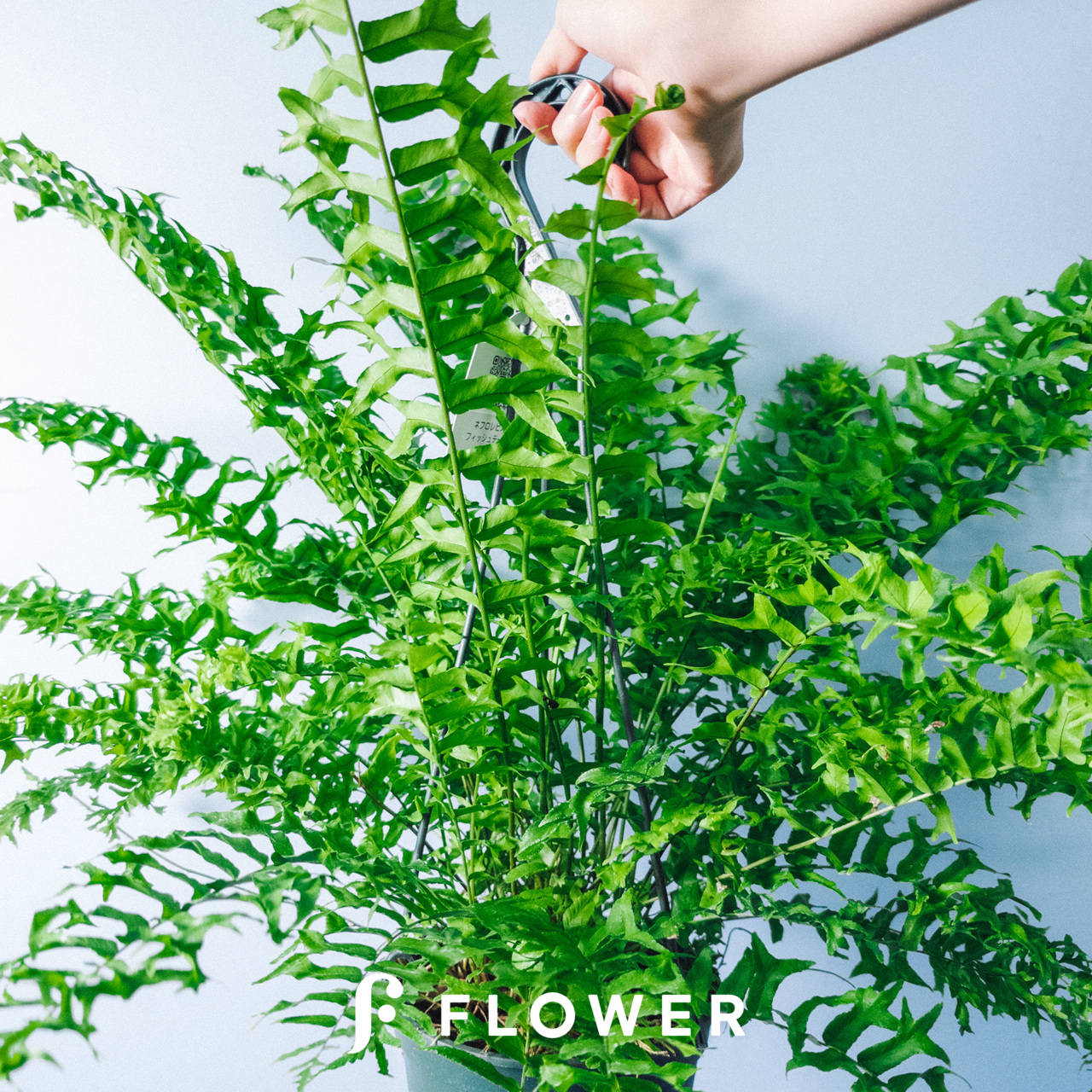 特大 ネフロレピス ビセラタ フィッシュテールファーン ネフロレピス