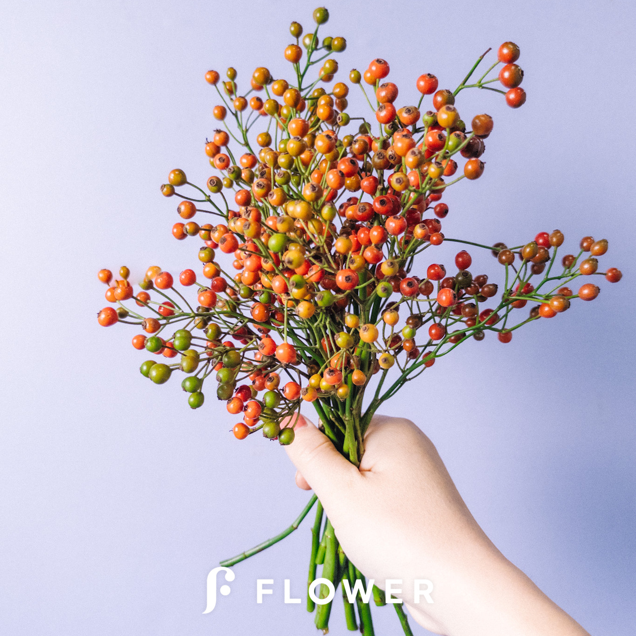 野バラの実　サイズミックスと松ぼっくりミックス25個‼️お客様ご注文品♪ 野バラの実 サイズミックスと松ぼっくりミックス25個‼️お客様ご注文品