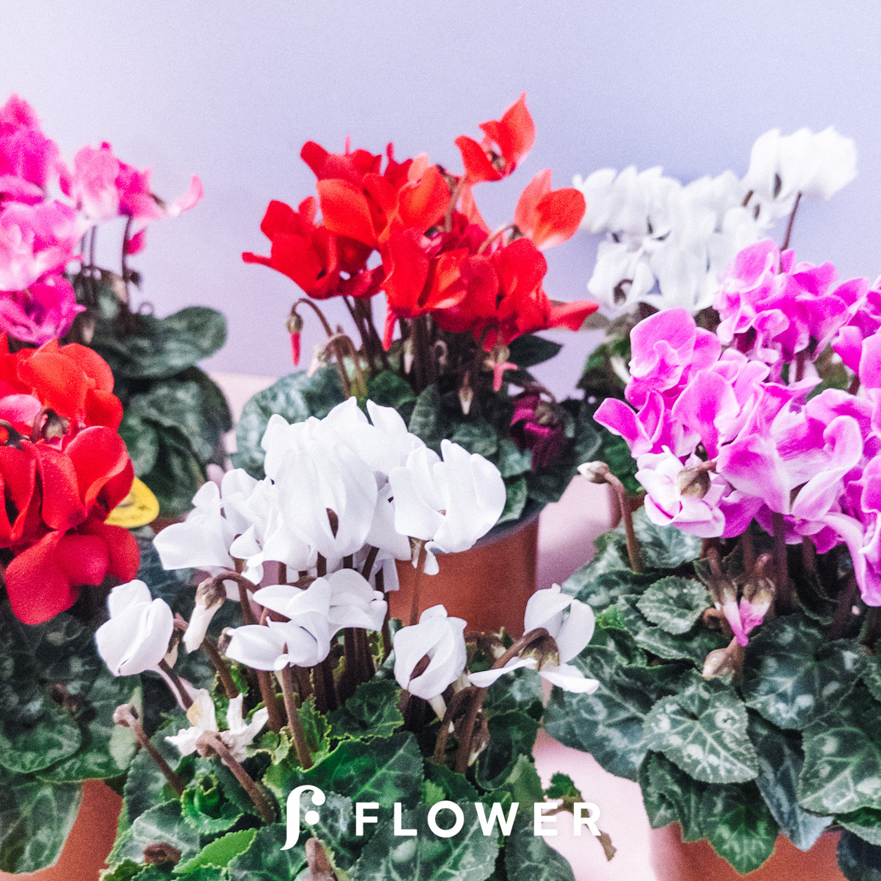 おまかせガーデンシクラメン