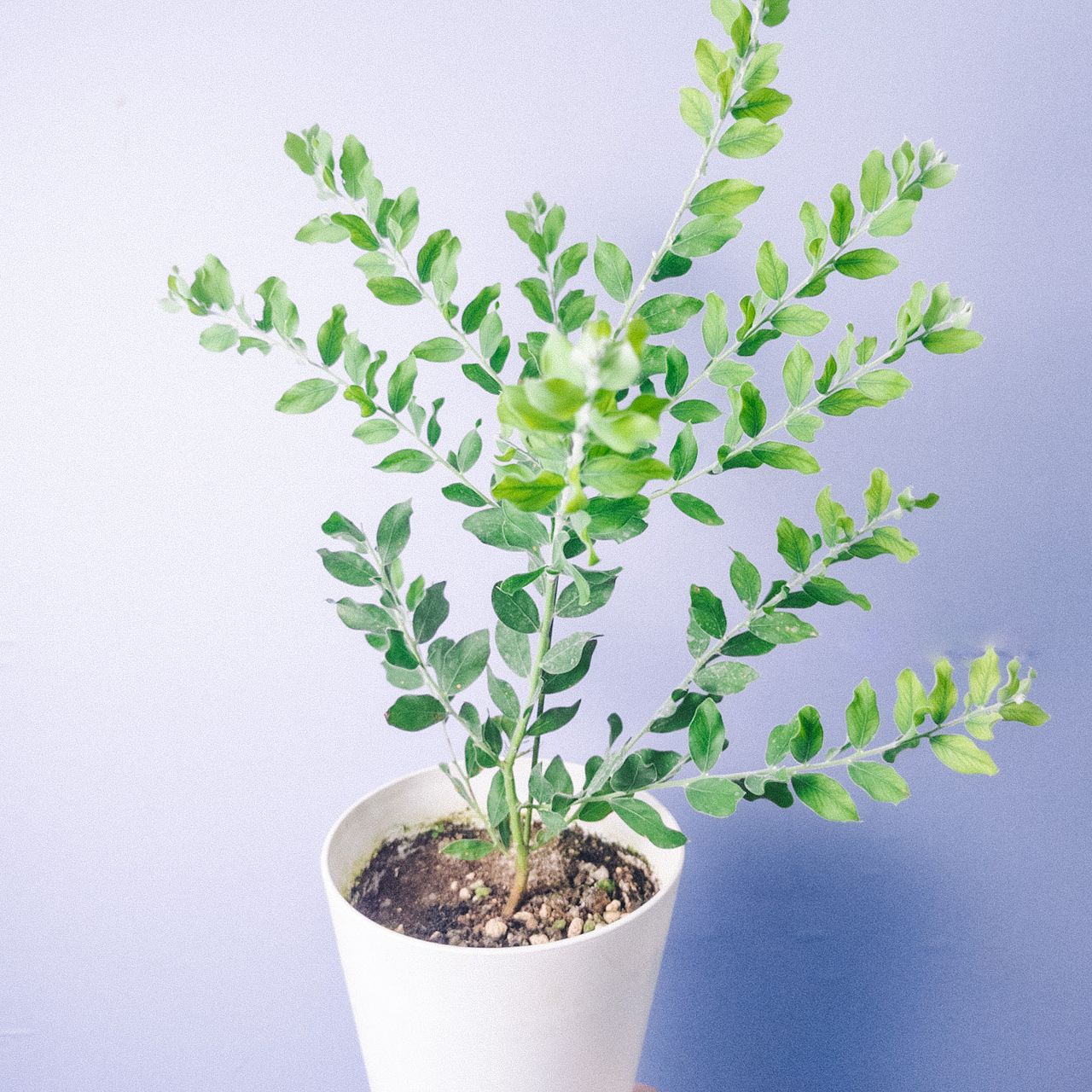 パールアカシア