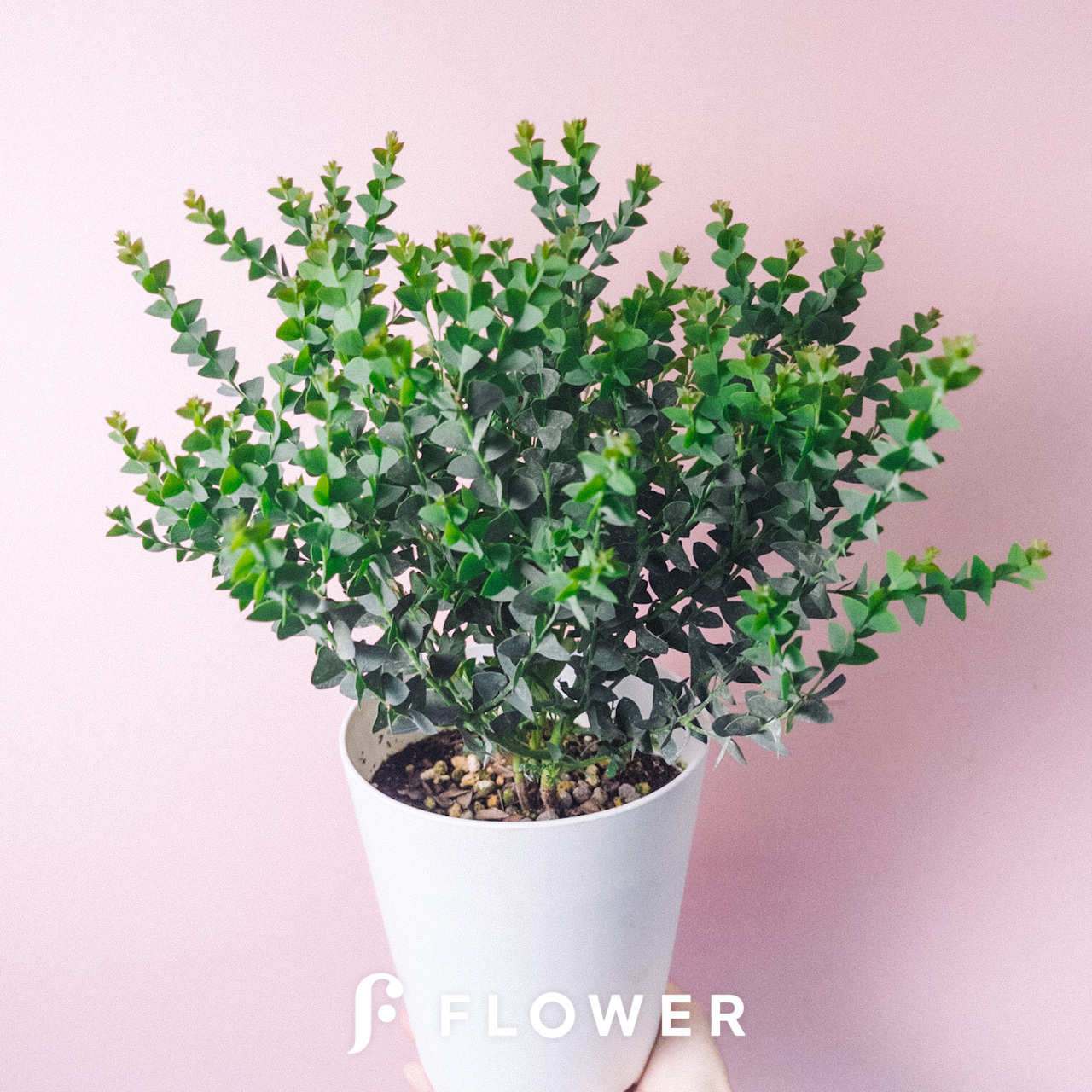 三角葉アカシア