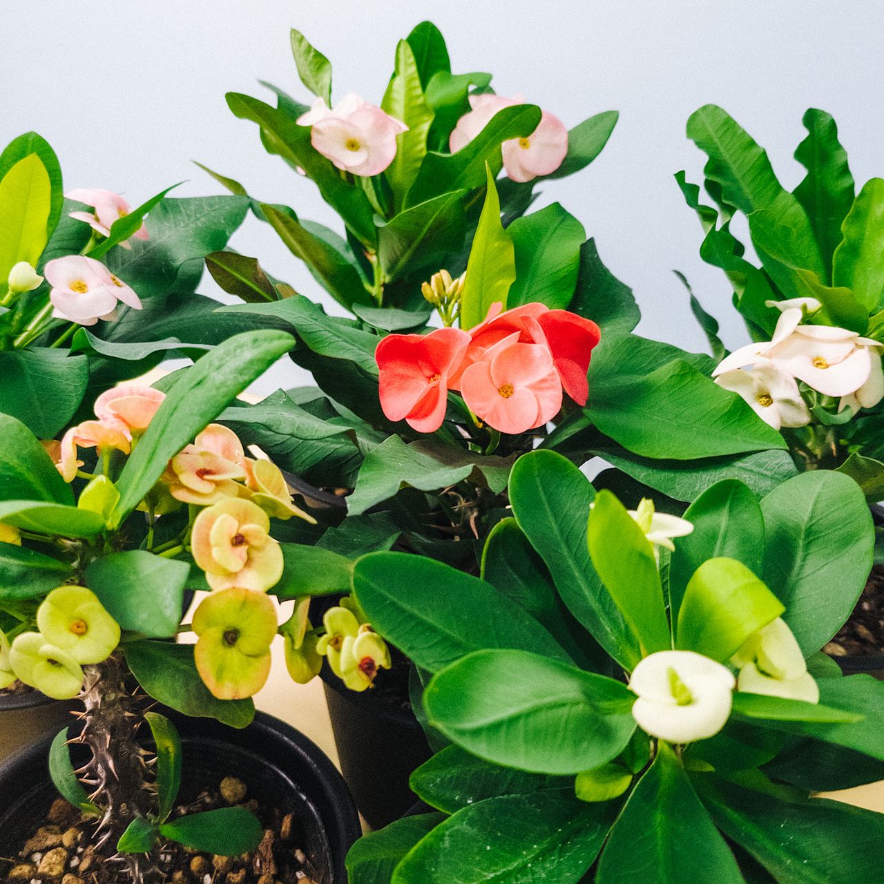 花きりん「八福神」