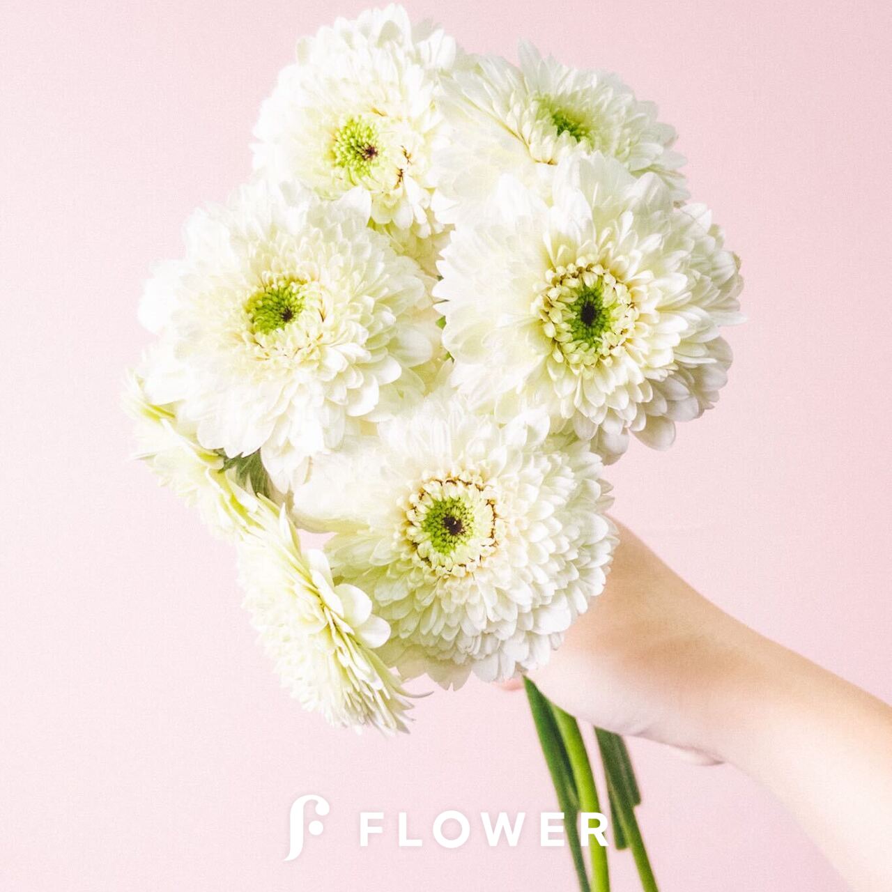 ポンポンガーベラ