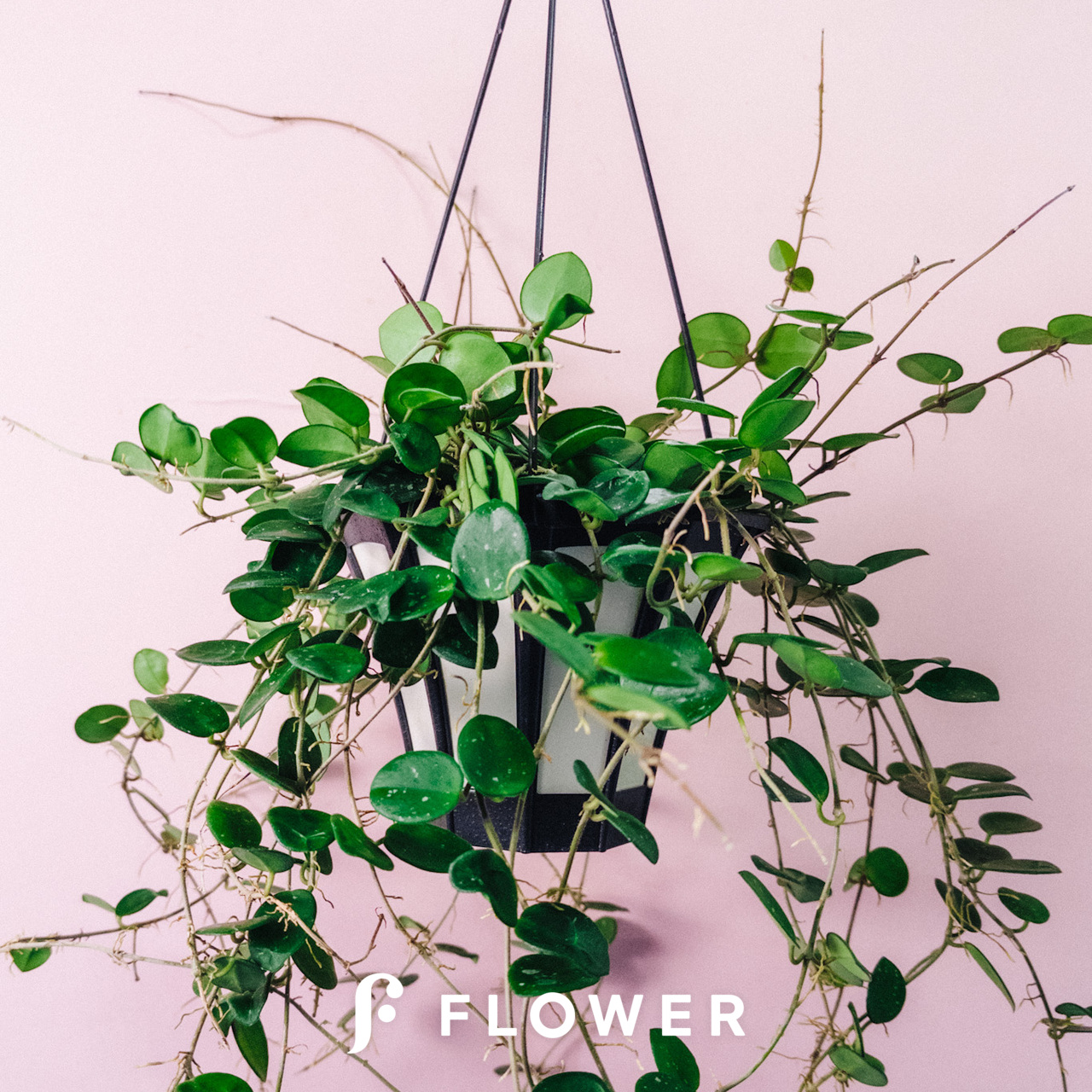 ホヤ　マチルダ　植え木鉢ごと ホヤ マチルダ 植え木鉢ごと （ホヤの成長が悪くて悩んでいます