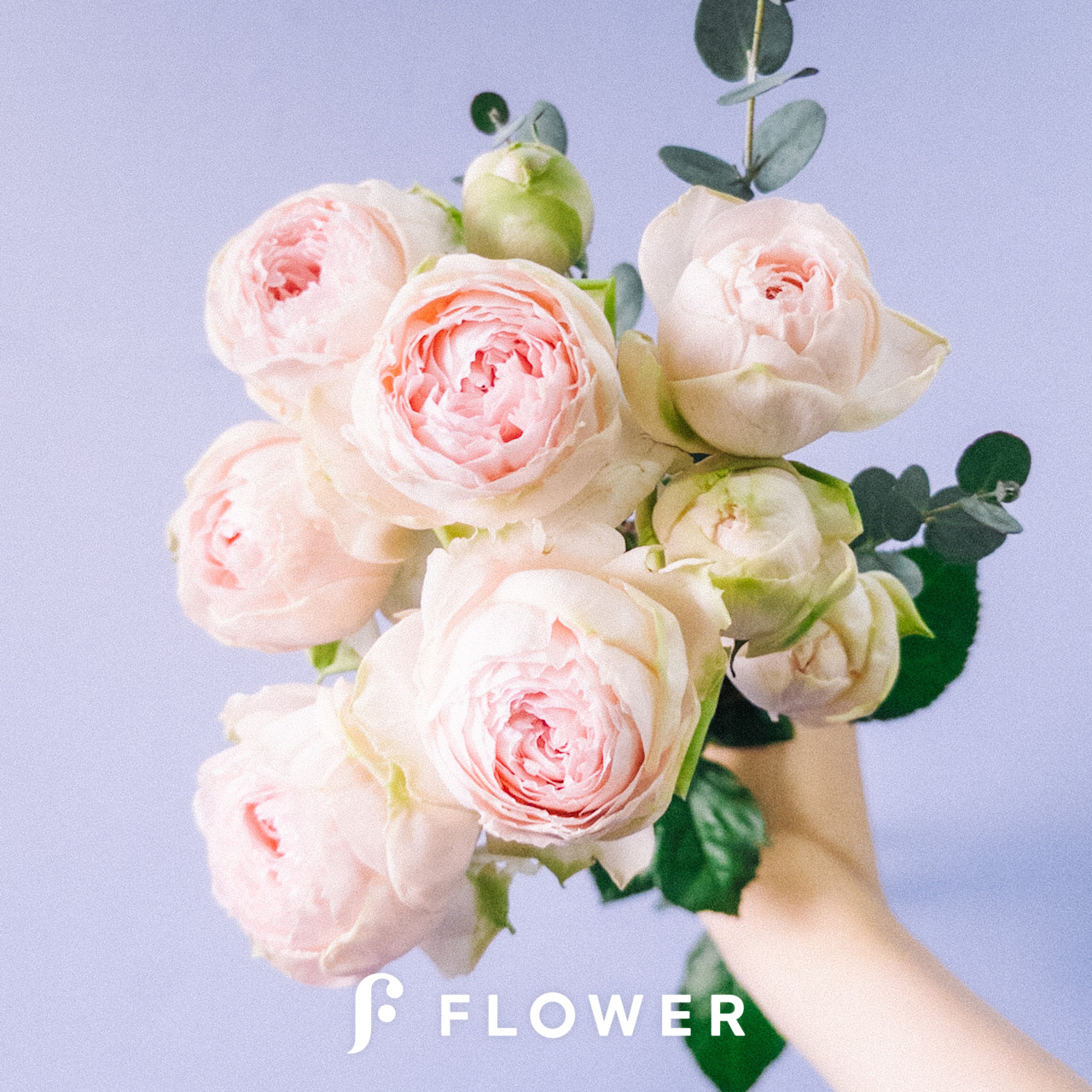 ベイビーカメレオン