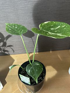 斑入りモンステラ「タイコンステーション」（4号）