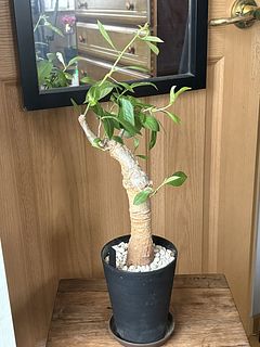 神秘的なバオバブの木