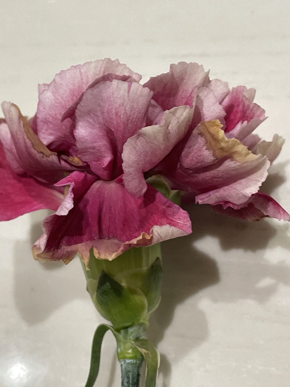 アルバム飾り　カーネーション　オーダー受付中( ＾∀＾) sddefault.jpg