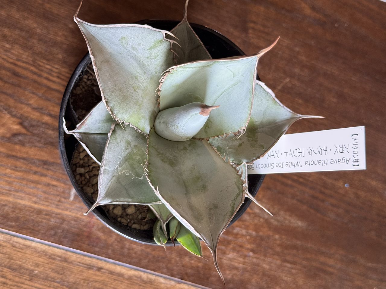 u*f様 アガベ ホワイトアイス 斑入り 白氷 Titanota 