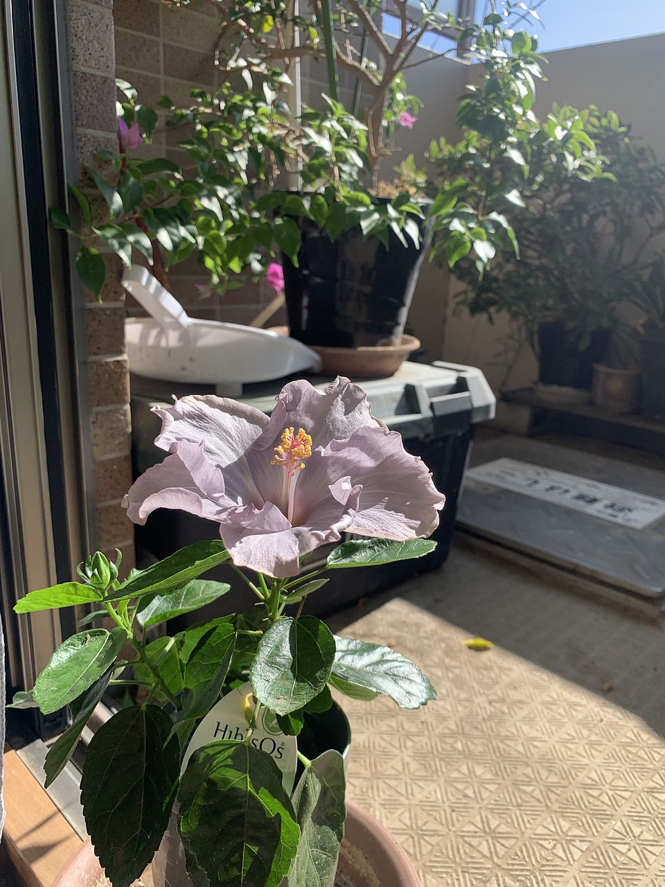 パープルグレーのハイビスカス