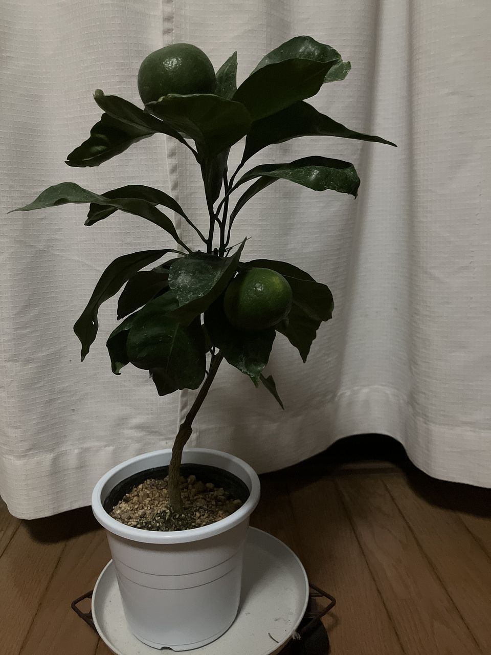 アート 柑橘の鉢植え 木製パネル by Katherine Barnell アート 柑橘の鉢植え 木製パネル by Katherine Barnell 楽天市場