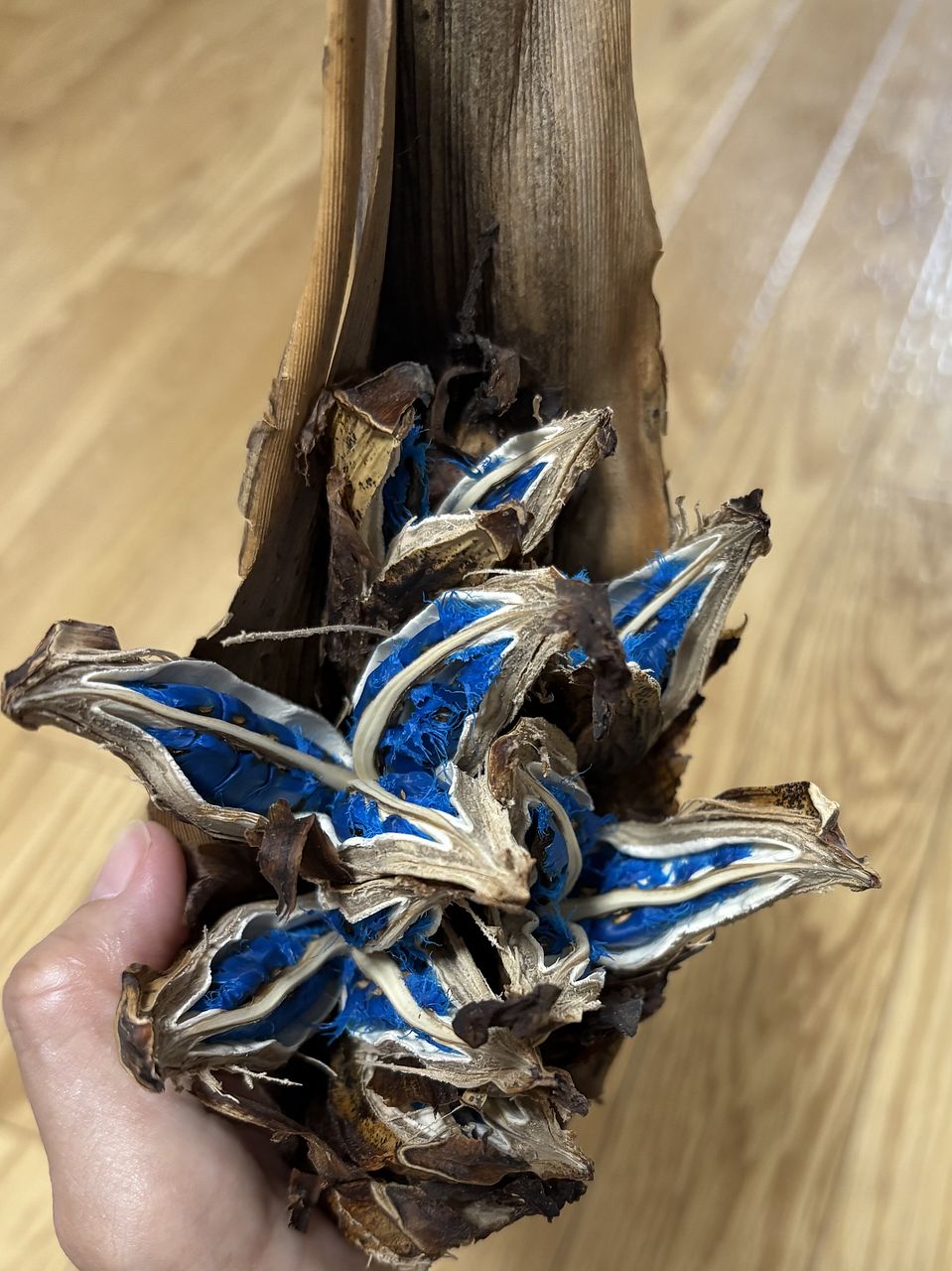 タビビトノキ（Mサイズ）