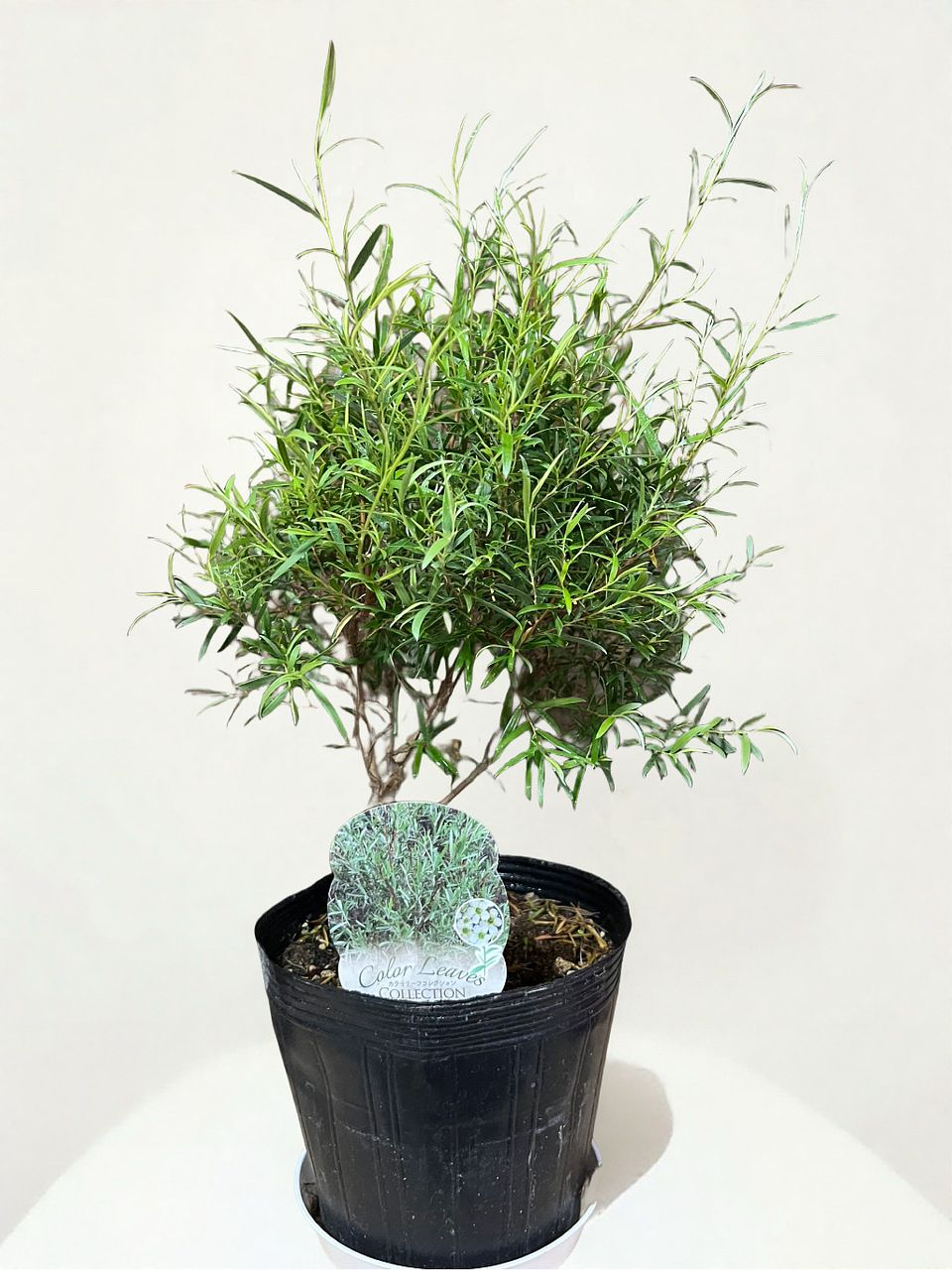 シルバーティーツリーの鉢