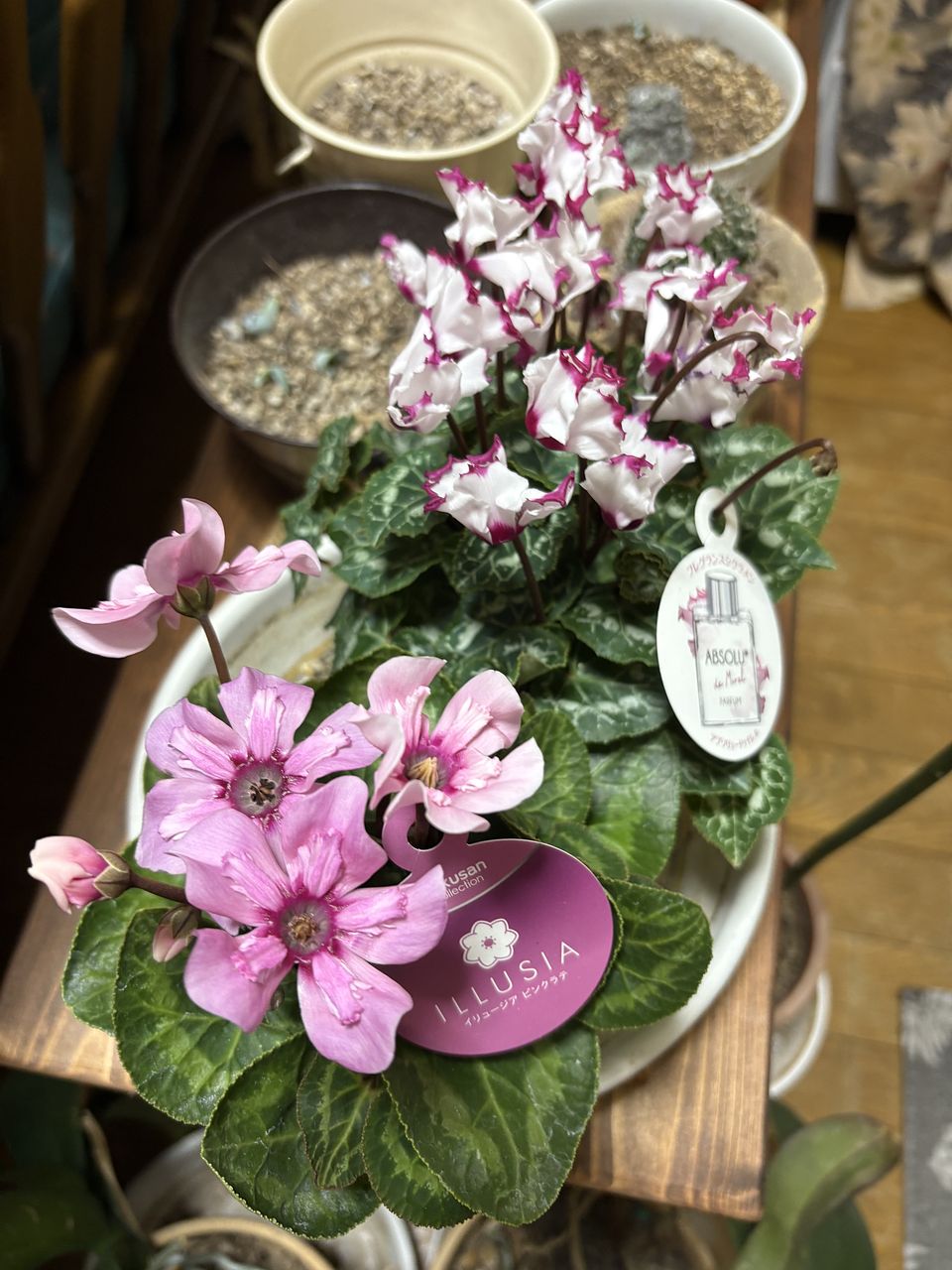 ミニシクラメン「イリュージアピンクラテ」と「アブソリュドゥモレル」