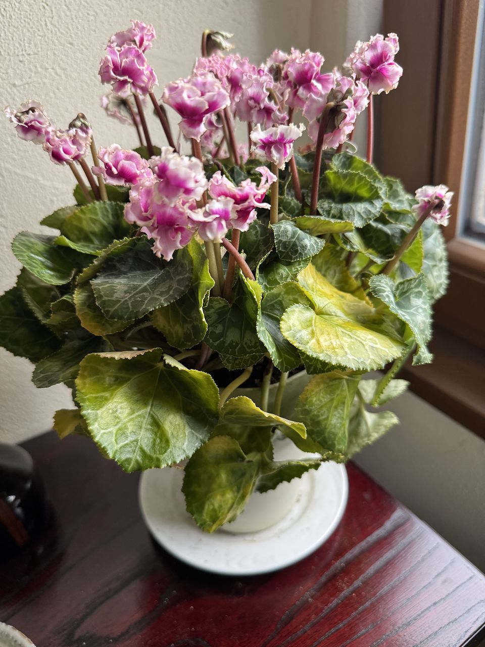 高級シクラメン「フェアリーラブ」