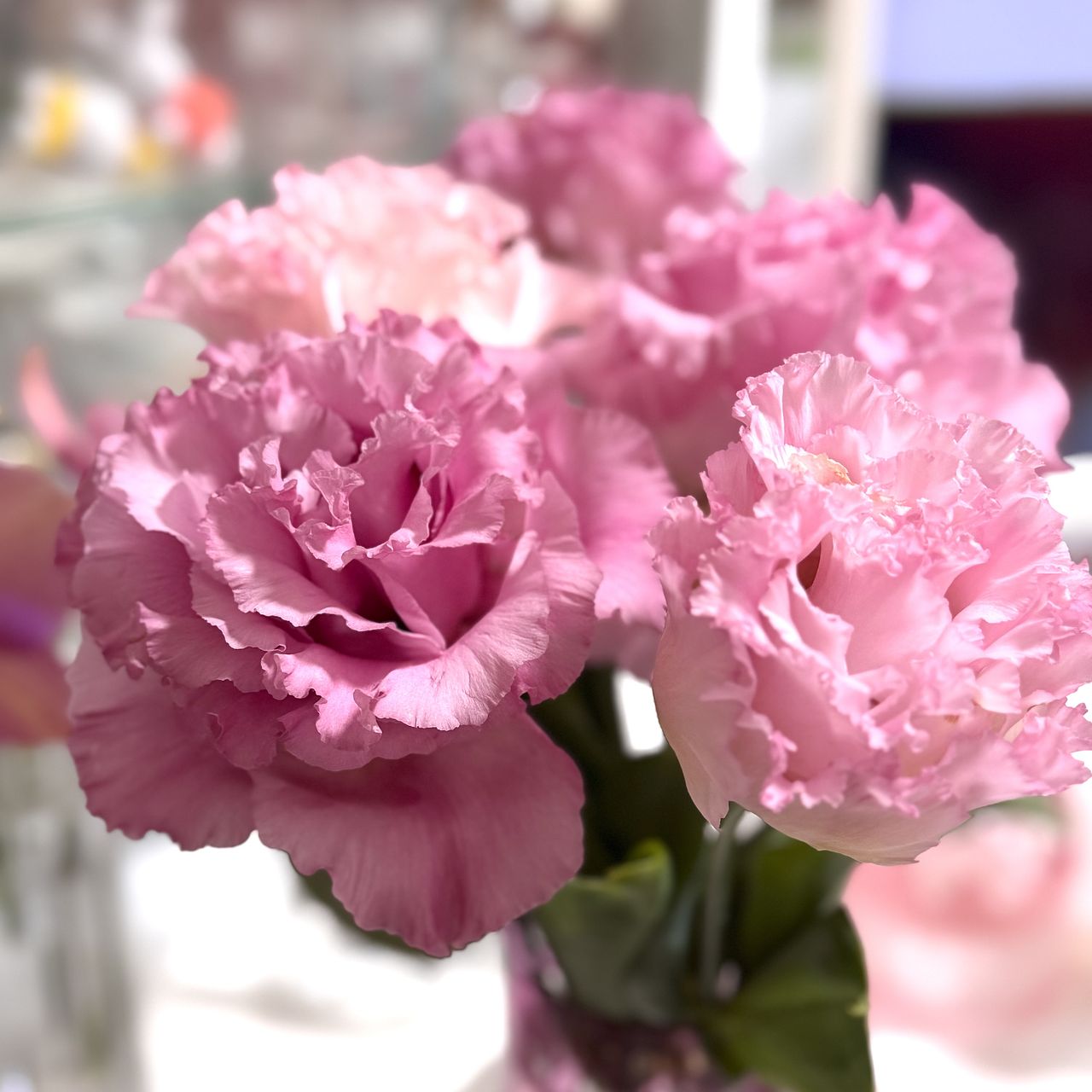 北海道のピンクアソート「トルコキキョウ」