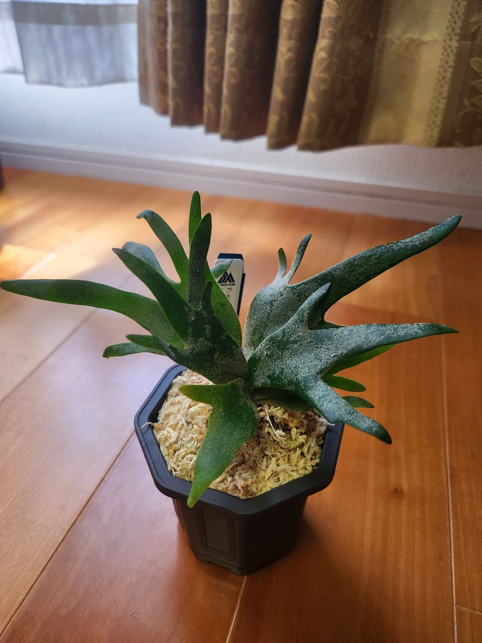 高級品種ビカクシダ「jade girl」