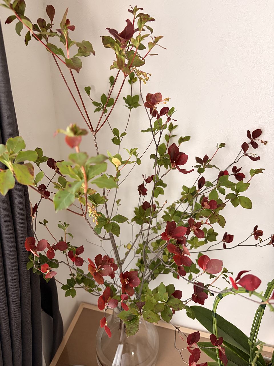 紅葉のドウダンツツジ