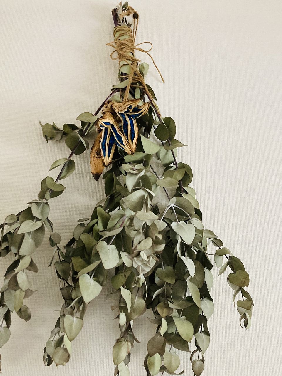 タビビトノキ No 01 園芸ネット本店｜タビビトノキ：タビビトノ木の