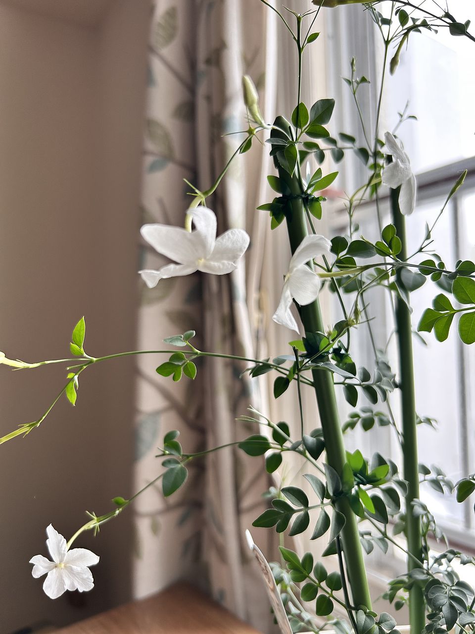 香るジャスミン「ホワイトプリンセス」蕾つき（2鉢セット）