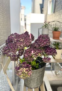 秋色紫陽花「ごきげんよう」