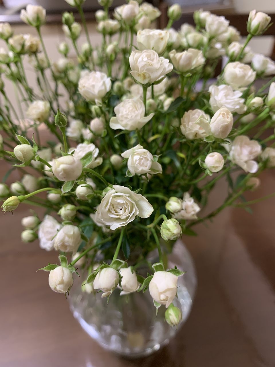 世界一小さなバラ「ホワイトウッズ」