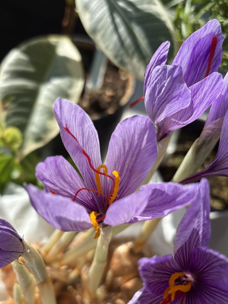 希少！土も水もいらない「サフランの球根」