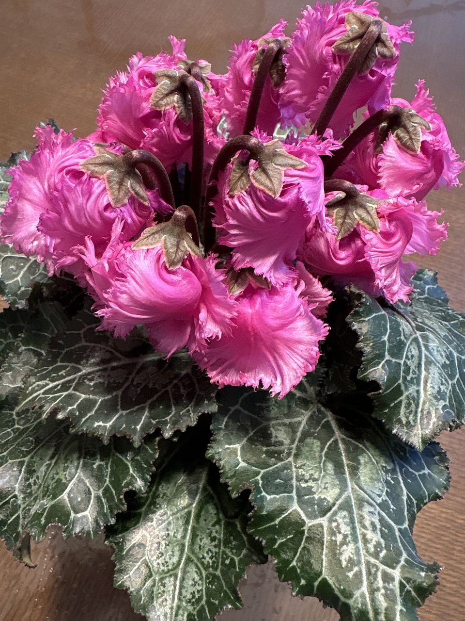 シクラメン「ピンクスワン」