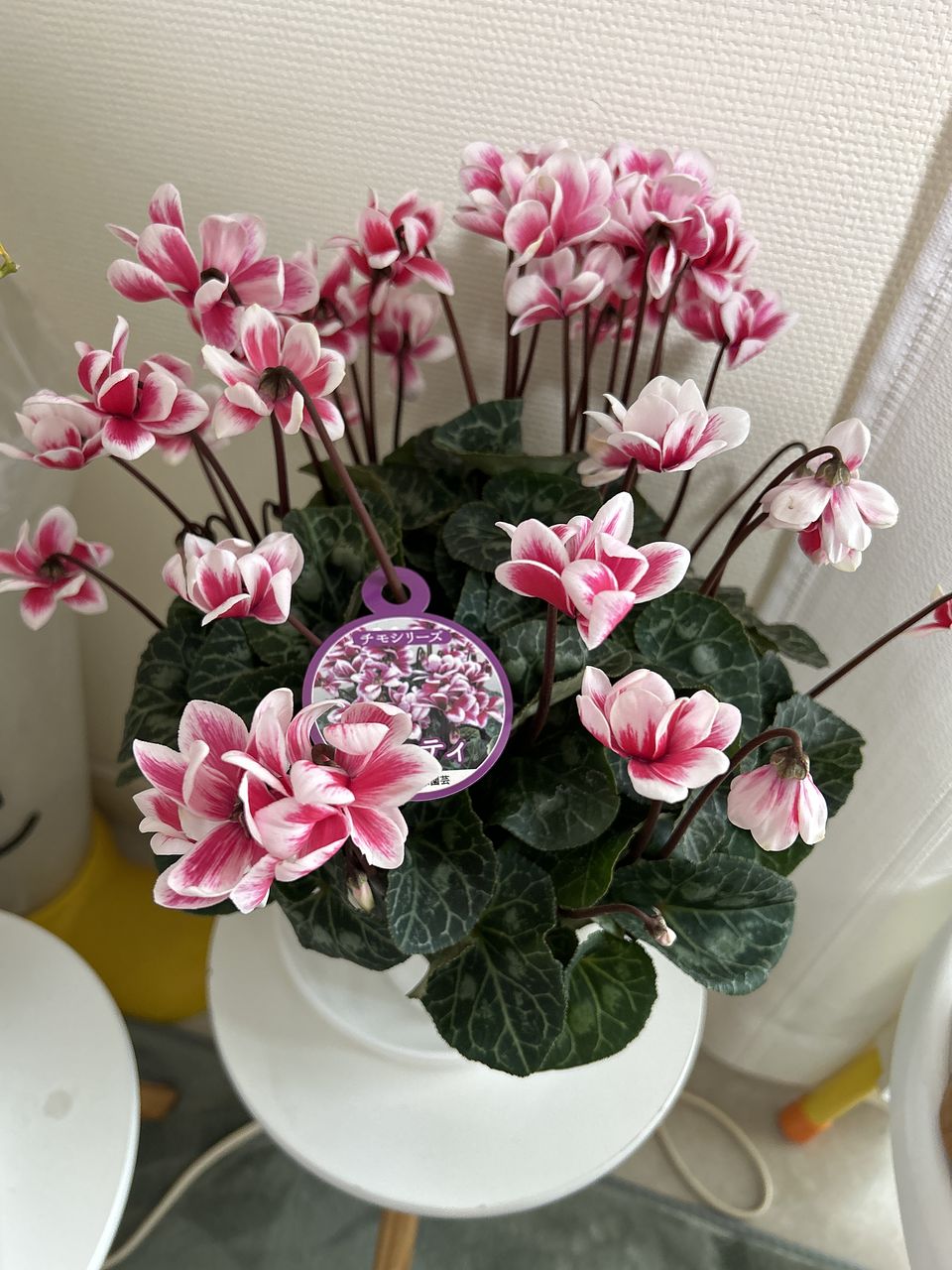 グアダルーペモダフラメンカ　Federico Mazañano ピンク Pearlescent Metal Flake Hot Pink Magenta with Black Stripes by