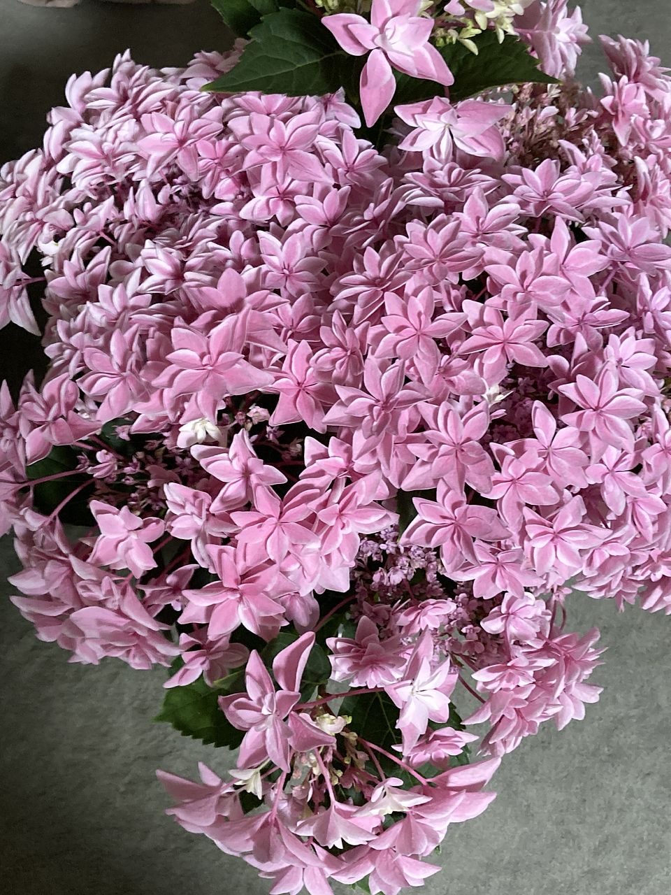 紫陽花「ダブルダッチエダム」