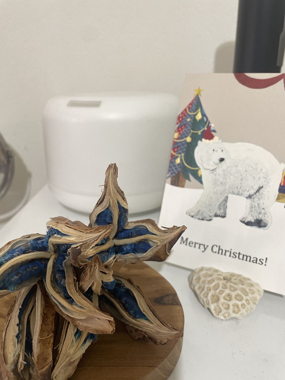 お世話いらず「タビビトノキ」(1個)