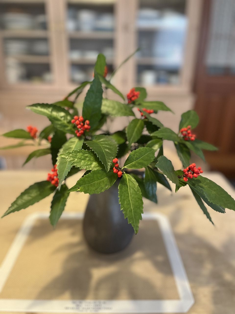 お正月の枝もの「千両」