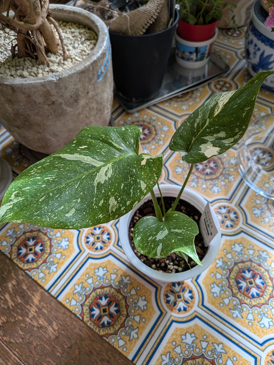 斑入りモンステラ「タイコンステーション」（4号）