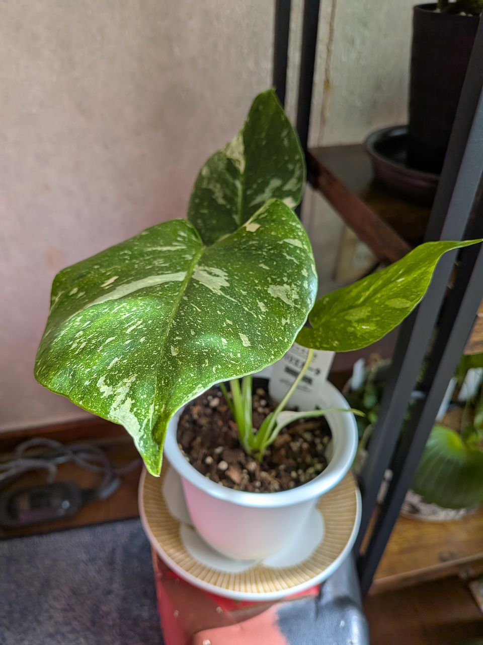 斑入りモンステラ「タイコンステーション」（4号）