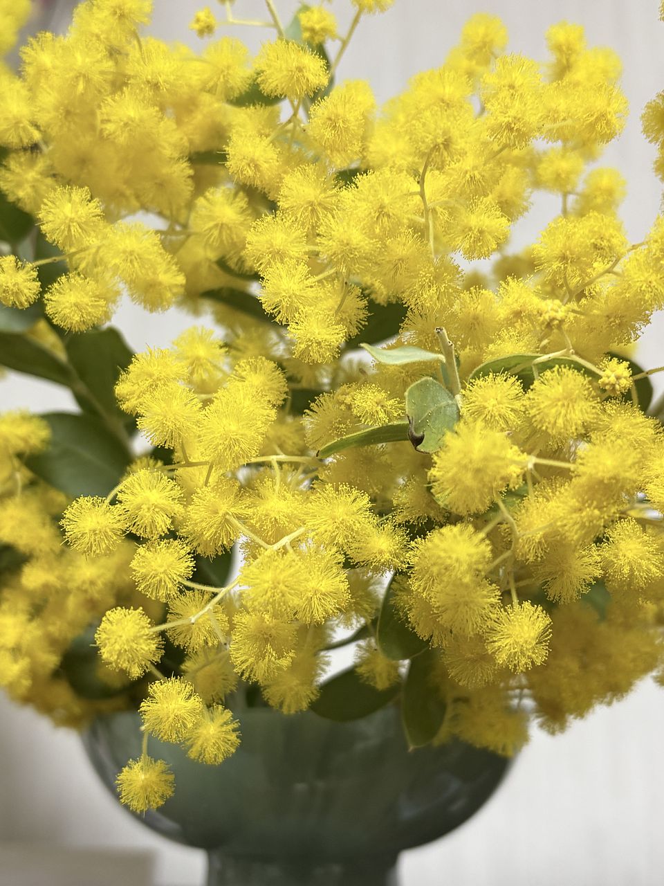 希少！香るパールアカシア