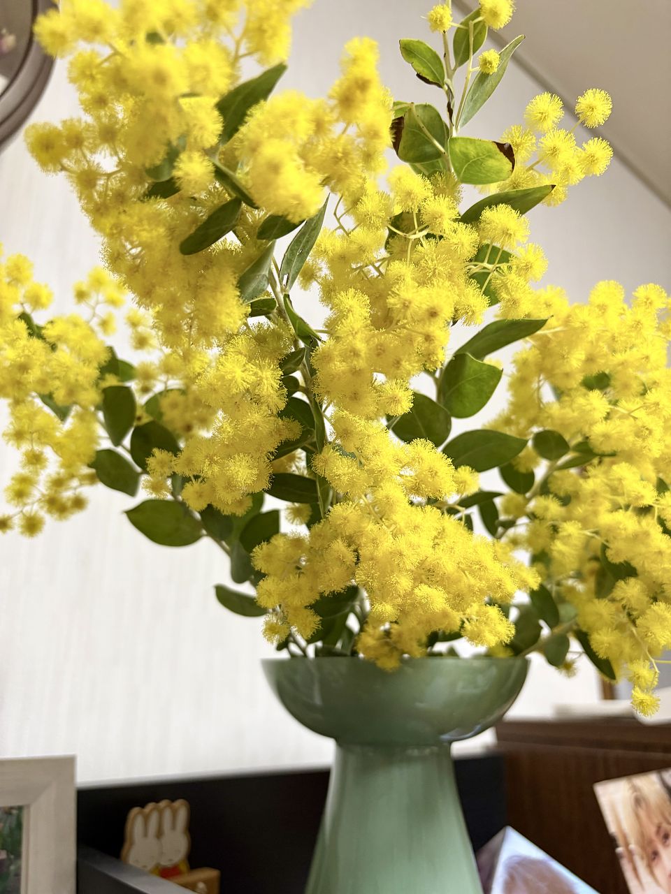 希少！香るパールアカシア