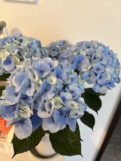 紫陽花「マーブルソーダ」4号