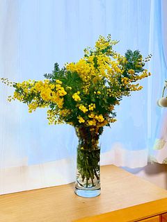 1月のお買い得】国産ミモザ