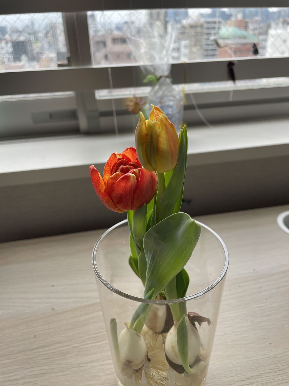 産直】チューリップ「フレミングベイビー」水耕栽培キット