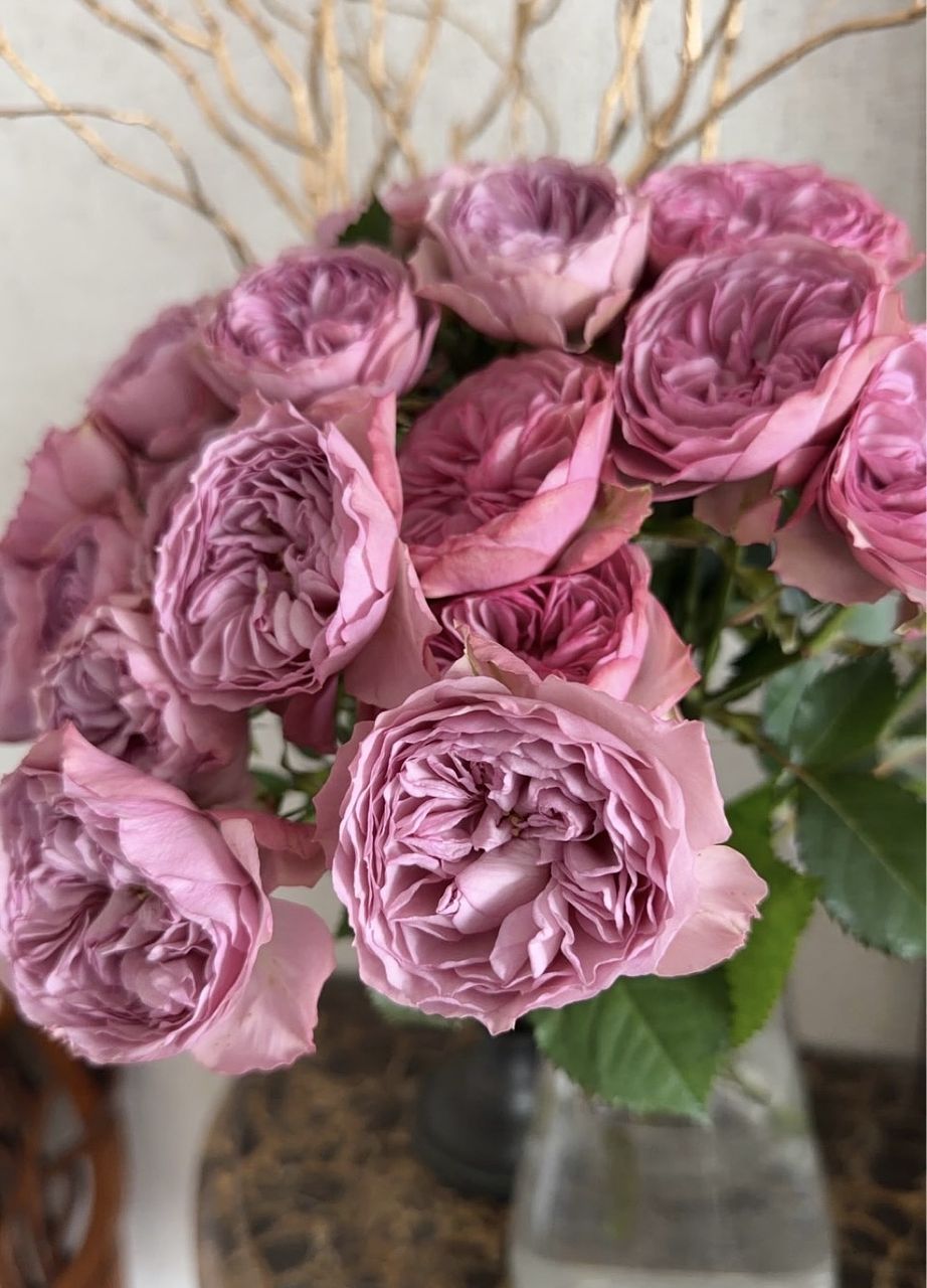 希少ローズ「モーブティアラ」