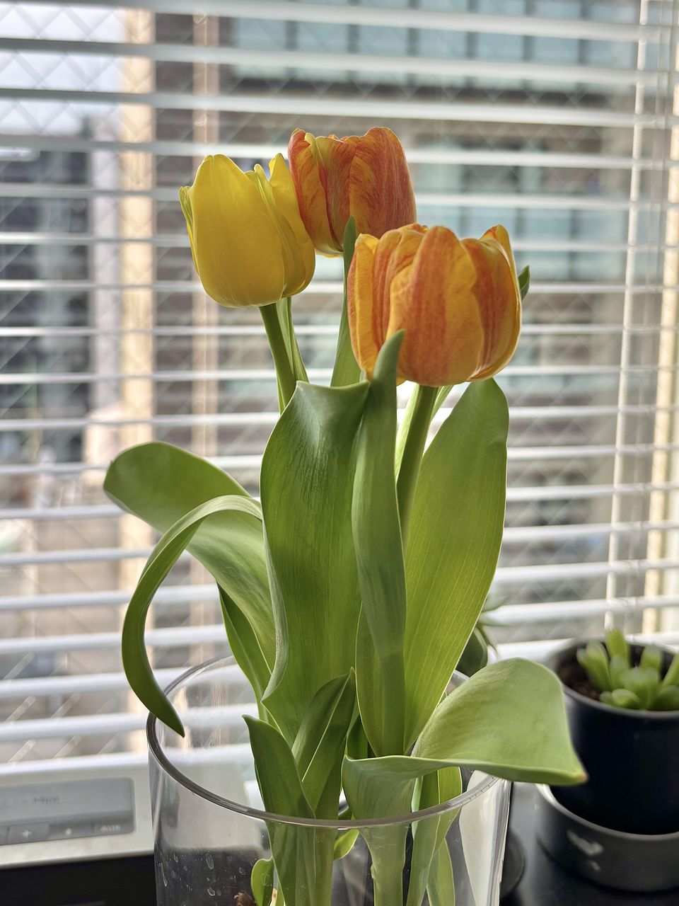 産直】チューリップ「フレミングベイビー」水耕栽培キット