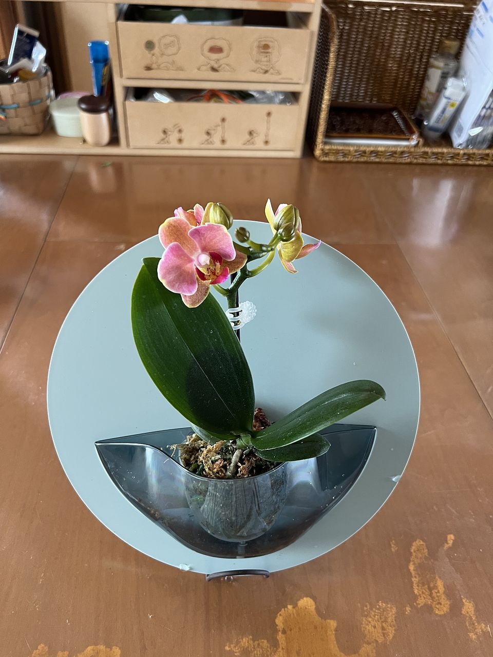 スタンド付き！浮かせて楽しむ胡蝶蘭（1鉢）