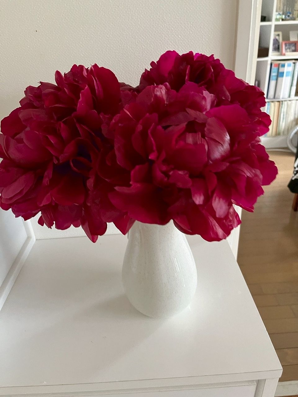 特大！真紅の芍薬「ヘンリーボックストース」