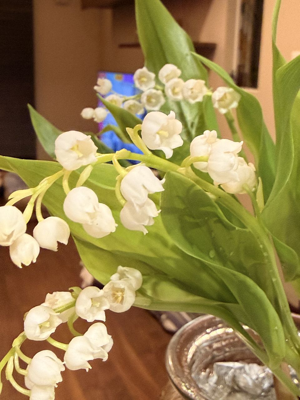 4月のお買い得】根付きすずらん