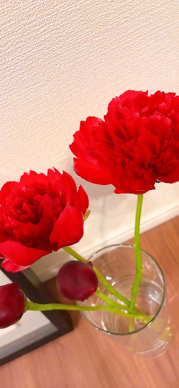 産直】佐井さんの完熟芍薬「ラズベリーアソート」