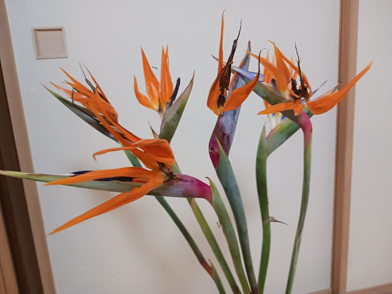 4月のお買い得】幸せを呼ぶ「極楽鳥花」（ロングサイズ）