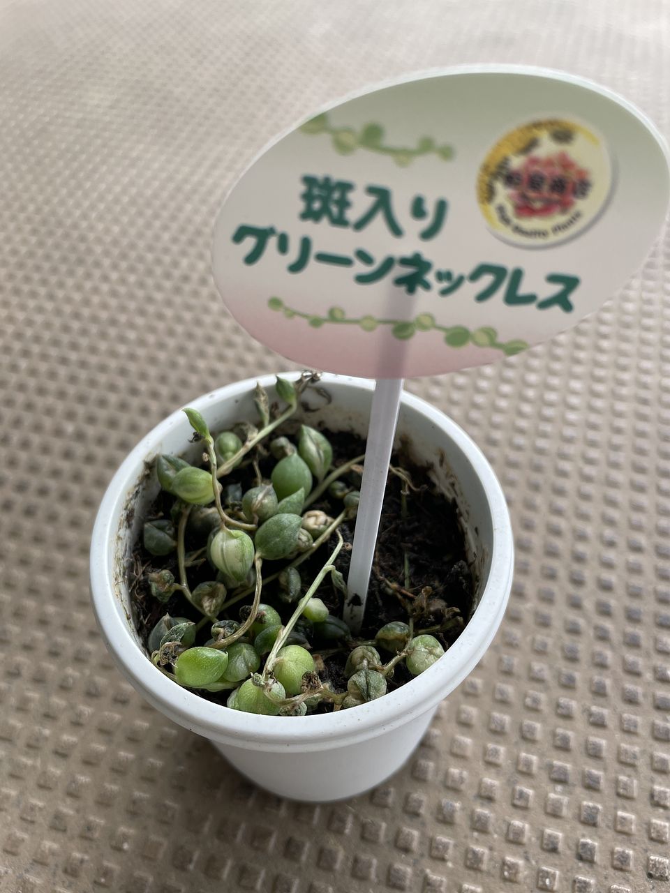 希少！斑入グリーンネックレス（1鉢）